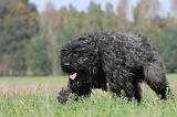 BOUVIER DES FLANDRES 098